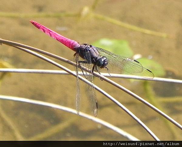 昆蟲綱_蜻蛉目_蜻蜓科_霜白蜻蜓-雄_竹縣-關西_20141016.JPG 昆蟲綱_蜻蛉目_蜻蜓科_霜白蜻蜓-雄_竹縣-關西_20141016.JPG