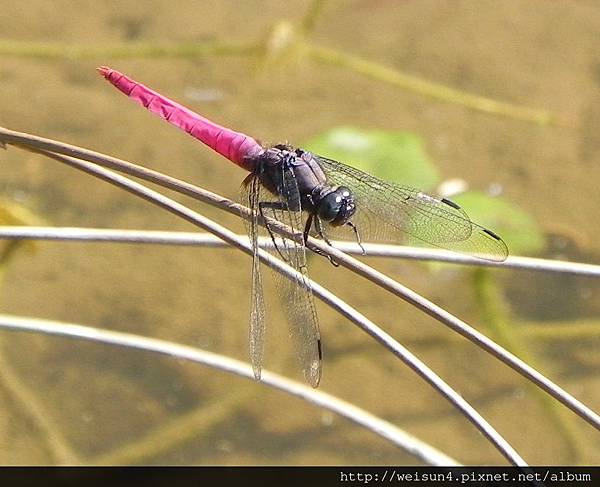 昆蟲綱_蜻蛉目_蜻蜓科_霜白蜻蜓-雄_竹縣-關西_20141016.JPG