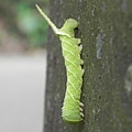 昆蟲綱_鱗翅目_天蛾科_構月天蛾-4齡_竹縣-北埔_20141023.JPG