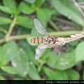 昆蟲綱_雙翅目_食蚜蠅科_食蚜蠅_竹市_香山_20141026.JPG