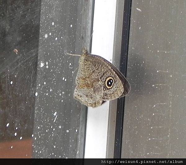 昆蟲綱_鱗翅目_蛇目蝶科_小波紋蛇目蝶_竹縣-大山背_20141214.JPG 昆蟲綱_鱗翅目_蛇目蝶科_小波紋蛇目蝶_竹縣-大山背_20141214.JPG