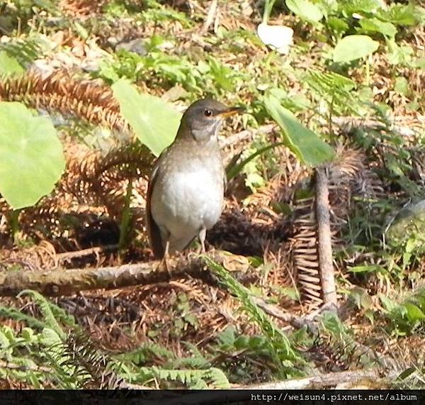 鳥綱_雀形目_鶇科_白腹鶇_桃園-東眼山_20150101.JPG 鳥綱_雀形目_鶇科_白腹鶇_桃園-東眼山_20150101.JPG