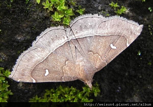 昆蟲綱_鱗翅目_裳夜蛾科_棕胸鬚裳蛾_竹縣-飛鳳山_20130428.JPG