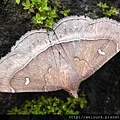 昆蟲綱_鱗翅目_裳夜蛾科_棕胸鬚裳蛾_竹縣-飛鳳山_20130428.JPG