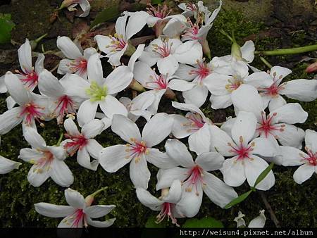 鹿寮坑_DSCN7907_油桐花 鹿寮坑_DSCN7907_油桐花