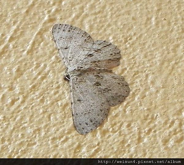 昆蟲綱_鱗翅目_尺蛾科_姬尺蛾亞科_小四點波姬尺蛾_竹縣-大山背_20150111.JPG 昆蟲綱_鱗翅目_尺蛾科_姬尺蛾亞科_小四點波姬尺蛾_竹縣-大山背_20150111.JPG