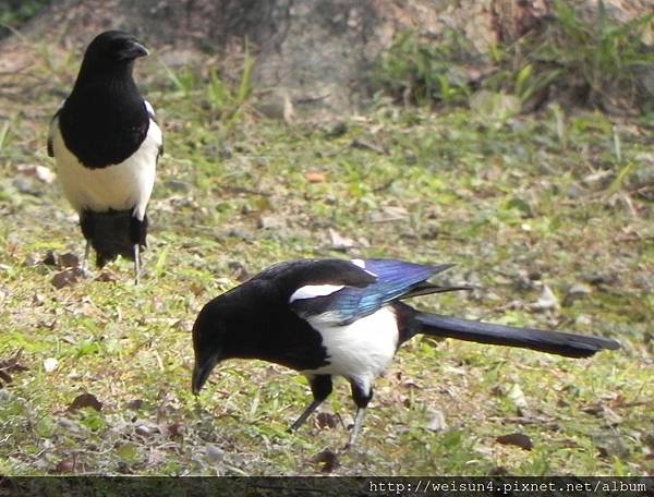 鳥綱_雀形目_鴉科_喜鵲_新竹-科學園區_20150120.JPG 鳥綱_雀形目_鴉科_喜鵲_新竹-科學園區_20150120.JPG