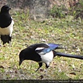 鳥綱_雀形目_鴉科_喜鵲_新竹-科學園區_20150120.JPG