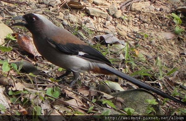 鳥綱_雀形目_鴉科_樹鵲_新竹-科學園區_20150120.JPG 鳥綱_雀形目_鴉科_樹鵲_新竹-科學園區_20150120.JPG