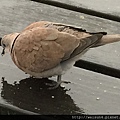 鳥綱_鴿形目_鳩鴿科_紅鳩_宜蘭-羅東_20150205.JPG