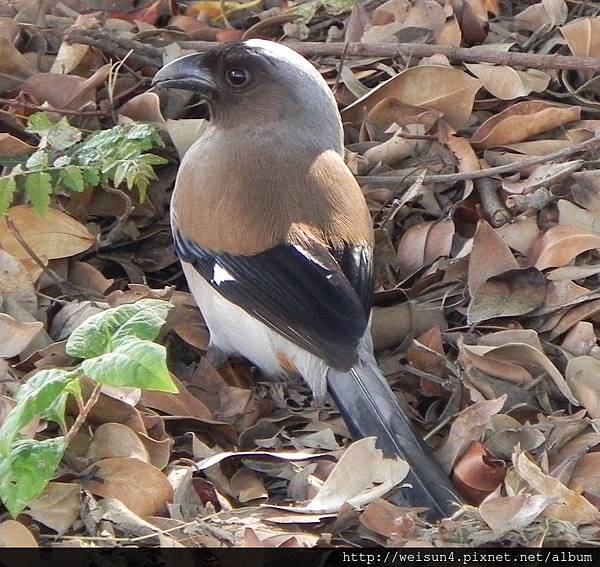 鳥綱_雀形目_鴉科_樹鵲_新竹-科學園區_20150219.JPG 鳥綱_雀形目_鴉科_樹鵲_新竹-科學園區_20150219.JPG