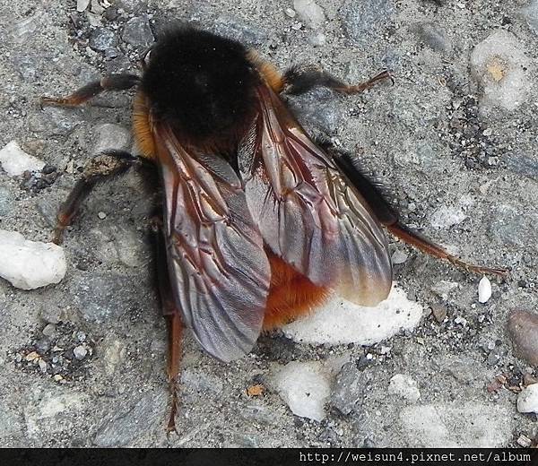 昆蟲綱_膜翅目_熊蜂科_雙色熊蜂_桃園-巴陵_20150225.JPG 昆蟲綱_膜翅目_熊蜂科_雙色熊蜂_桃園-巴陵_20150225.JPG