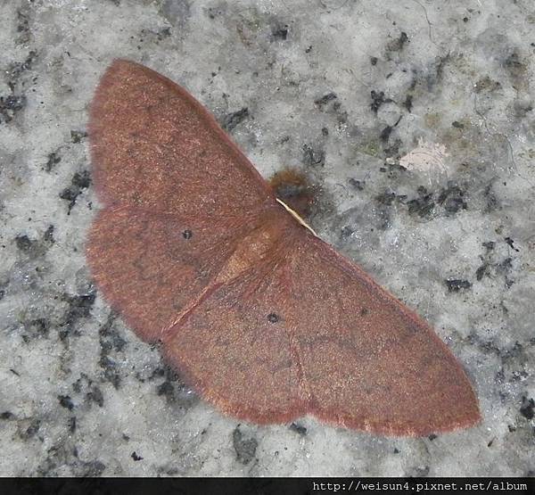 昆蟲綱_鱗翅目_尺蛾科_姬尺蛾亞科_大黑斑褐姬尺蛾_宜蘭-明池_20150226.JPG 昆蟲綱_鱗翅目_尺蛾科_姬尺蛾亞科_大黑斑褐姬尺蛾_宜蘭-明池_20150226.JPG