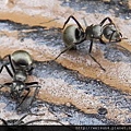 昆蟲綱_膜翅目_蟻科_黑棘蟻_竹縣-獅山古道_20150319.JPG