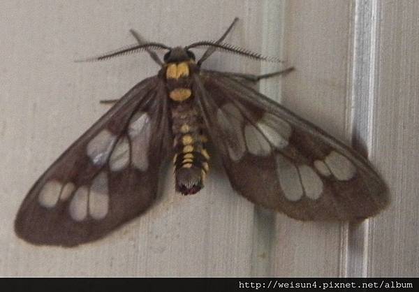 昆蟲綱_鱗翅目_燈蛾科_鹿子蛾亞科_斑腹鹿子蛾-雄_苗縣-神龍山莊_20150328.JPG