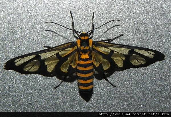 昆蟲綱_鱗翅目_燈蛾科_鹿子蛾亞科_黃腹鹿子蛾_苗縣-神龍山莊_20150327.JPG