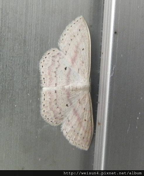 昆蟲綱_鱗翅目_尺蛾科_姬尺蛾亞科_真小姬尺蛾_苗縣-神龍山莊_20150328.JPG 昆蟲綱_鱗翅目_尺蛾科_姬尺蛾亞科_真小姬尺蛾_苗縣-神龍山莊_20150328.JPG