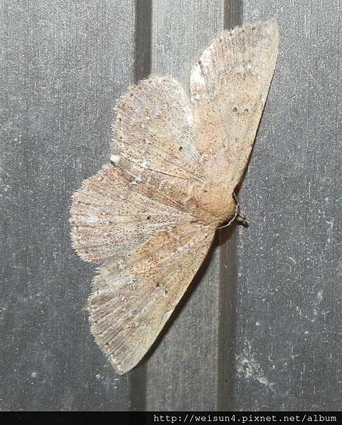 昆蟲綱_鱗翅目_尺蛾科_姬尺蛾亞科_角姬尺蛾_苗縣-神龍山莊_201503.JPG 昆蟲綱_鱗翅目_尺蛾科_姬尺蛾亞科_角姬尺蛾_苗縣-神龍山莊_201503.JPG