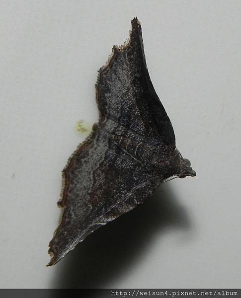 昆蟲綱_鱗翅目_裳夜蛾科_Pangrapta_苗縣-神龍山莊_20150323 昆蟲綱_鱗翅目_裳夜蛾科_Pangrapta_苗縣-神龍山莊_20150323