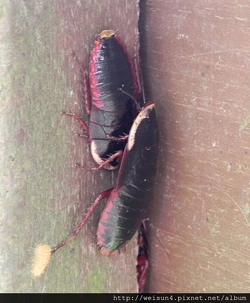 昆蟲綱_蜚蠊目_匍蜚蠊科_東方水蠊_苗縣-挑炭古道_20150405 昆蟲綱_蜚蠊目_匍蜚蠊科_東方水蠊_苗縣-挑炭古道_20150405