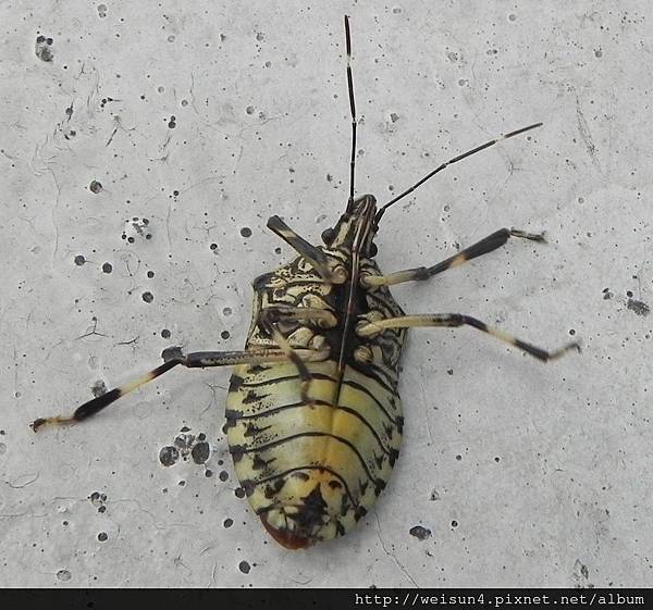 昆蟲綱_半翅目_椿象科_黃斑椿象-腹_竹縣-竹北_20150509.JPG 昆蟲綱_半翅目_椿象科_黃斑椿象-腹_竹縣-竹北_20150509.JPG