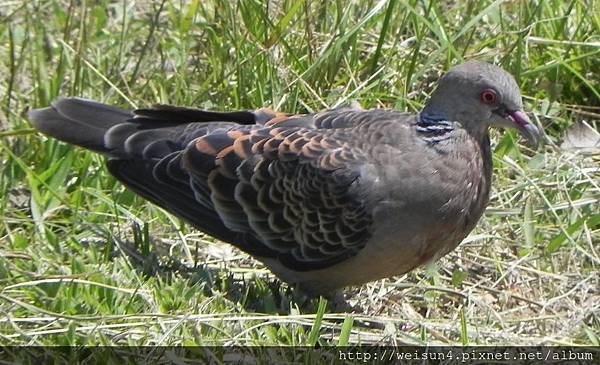 鳥綱_鴿形目_鳩鴿科_金背鳩_竹縣-竹北_20150515.JPG