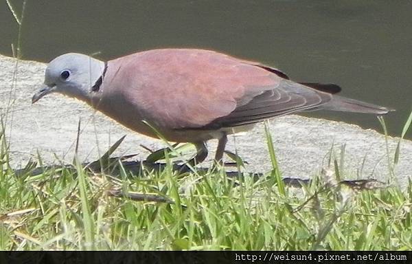 鳥綱_鴿形目_鳩鴿科_紅鳩-雄_竹縣-竹北_20150515.JPG