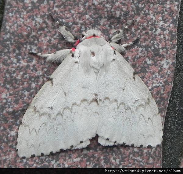 昆蟲綱_鱗翅目_毒蛾科_木毒蛾_苗縣-神龍山莊_20150524.JPG 昆蟲綱_鱗翅目_毒蛾科_木毒蛾_苗縣-神龍山莊_20150524.JPG