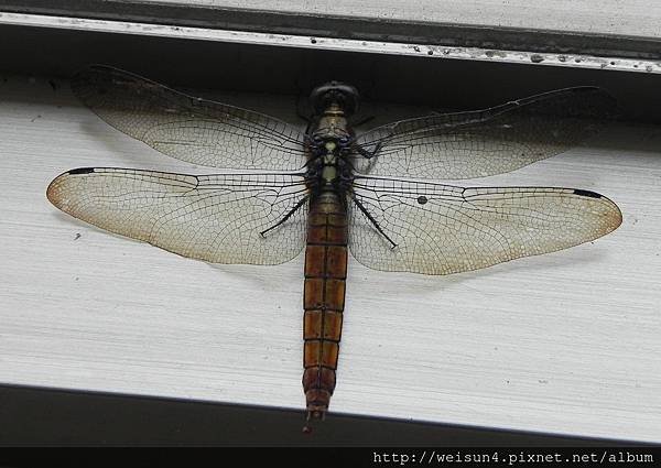 昆蟲綱_蜻蛉目_蜻蜓科_霜白蜻蜓-雌_竹縣-新埔_20150528.JPG 昆蟲綱_蜻蛉目_蜻蜓科_霜白蜻蜓-雌_竹縣-新埔_20150528.JPG