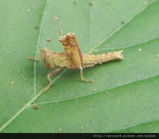 昆蟲綱_直翅目_短腳蝗科_突眼蝗-若蟲_竹縣-飛鳳山_20150515.JPG