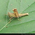 昆蟲綱_直翅目_短腳蝗科_突眼蝗-若蟲_竹縣-飛鳳山_20150515.JPG