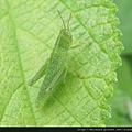 昆蟲綱_直翅目_斑腿蝗科_短角異斑腿蝗-早齡若蟲_竹縣-飛鳳山_20150515.JPG