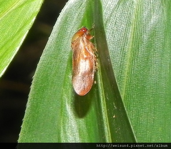 昆蟲綱_同翅目_沫蟬科_曙沫蟬_竹縣-飛鳳山_20150515.JPG