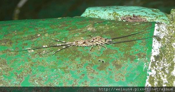 昆蟲綱_纓尾目_石蛃科_石蛃_竹縣-飛鳳山_20150607.JPG