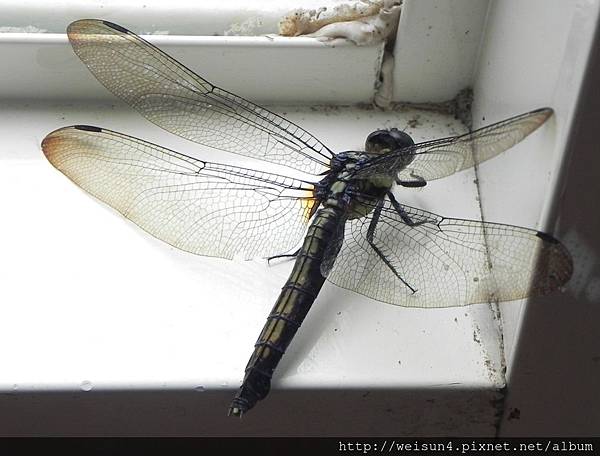 昆蟲綱_蜻蛉目_蜻蜓科_灰黑蜻蜓-雌_竹縣-北埔_20150624.JPG 昆蟲綱_蜻蛉目_蜻蜓科_灰黑蜻蜓-雌_竹縣-北埔_20150624.JPG