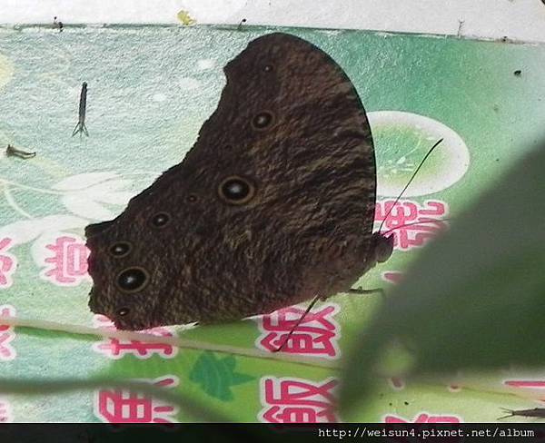 昆蟲綱_鱗翅目_蛇目蝶科_樹蔭蝶_竹縣-九芎湖_20150705.JPG 昆蟲綱_鱗翅目_蛇目蝶科_樹蔭蝶_竹縣-九芎湖_20150705.JPG