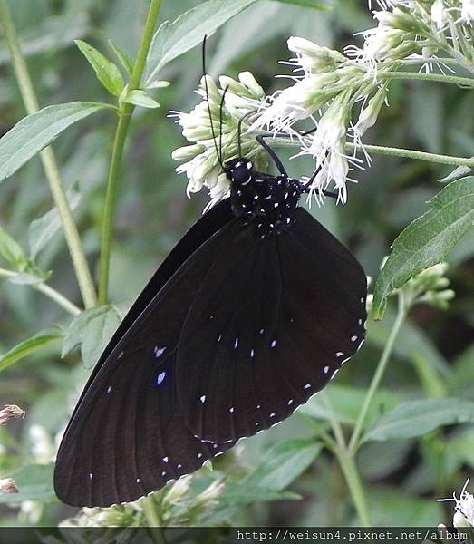 昆蟲綱_鱗翅目_蛺蝶科_紫斑蝶屬_小紫斑蝶_竹縣-九芎湖_20150705.JPG