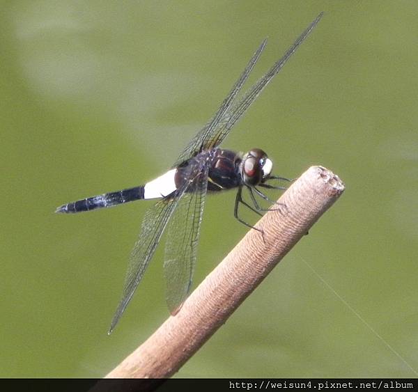 昆蟲綱_蜻蛉目_蜻蜓科_黃紉蜻蜓-雄_竹市_科學園區_20150707.JPG