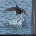 鳥綱_鶴形目_秧雞科_紅冠水雞_台南-台江_20150710.JPG