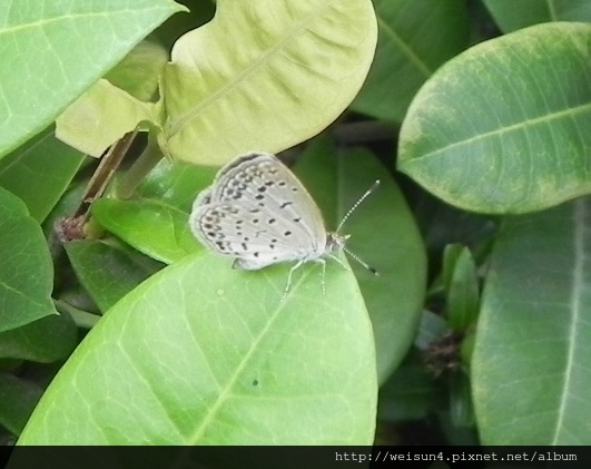 昆蟲綱_鱗翅目_小灰蝶科_沖繩小灰蝶_台南-安平_20150710.JPG