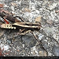 昆蟲綱_直翅目_斑腿蝗科_林蝗_竹縣-尖石_20150716