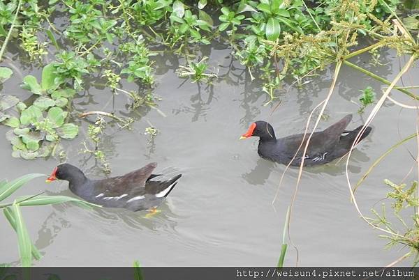 鳥綱_鶴形目_秧雞科_紅冠水雞_竹縣-竹北_20150720.JPG