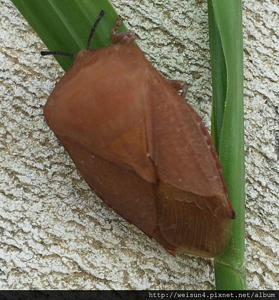 昆蟲綱_半翅目_荔椿科_荔枝椿象_苗栗縣-神龍山莊_20150725.jpg 昆蟲綱_半翅目_荔椿科_荔枝椿象_苗栗縣-神龍山莊_20150725.jpg