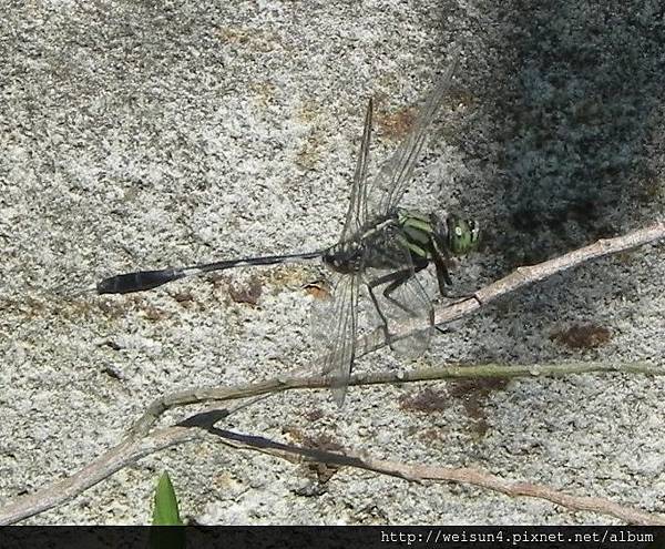 昆蟲綱_蜻蛉目_蜻蜓科_侏儒蜻蜓_苗栗縣-華陶窯_20150726.JPG 昆蟲綱_蜻蛉目_蜻蜓科_侏儒蜻蜓_苗栗縣-華陶窯_20150726.JPG
