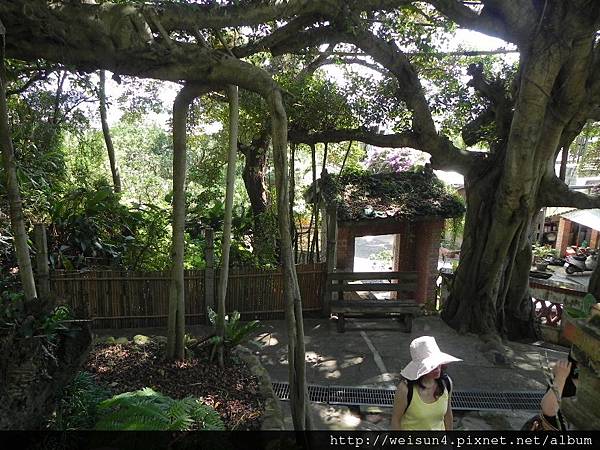 華陶窯_DSCN7424_榕樹_氣根.JPG 華陶窯_DSCN7424_榕樹_氣根.JPG