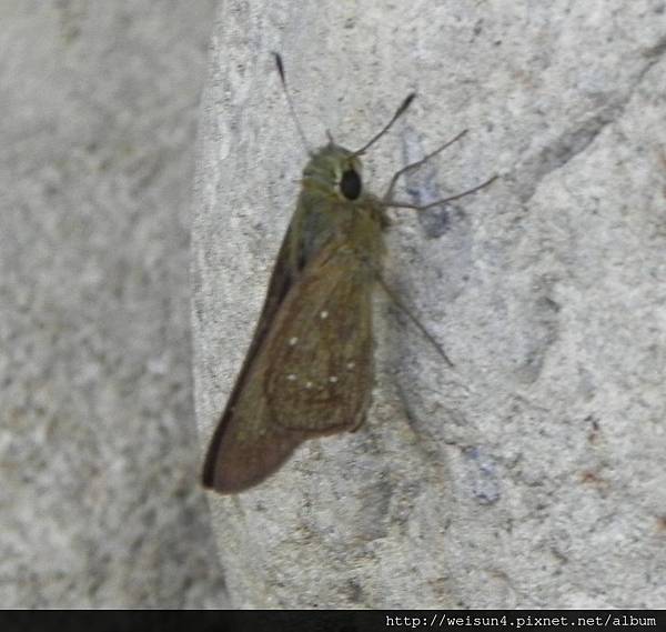 昆蟲綱_鱗翅目_弄蝶科_尖翅褐弄蝶_苗栗縣-華陶窯_20150726.JPG