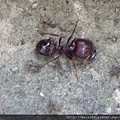 昆蟲綱_膜翅目_蟻科_擬大頭家蟻-兵蟻_苗栗縣-華陶窯_20150726.JPG