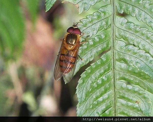 昆蟲綱_雙翅目_食蚜蠅科_食蚜蠅_竹縣-飛鳳山_20130407.JPG