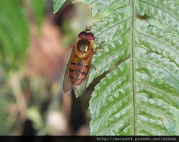 昆蟲綱_雙翅目_食蚜蠅科_食蚜蠅_竹縣-飛鳳山_20130407.JPG 昆蟲綱_雙翅目_食蚜蠅科_食蚜蠅_竹縣-飛鳳山_20130407.JPG