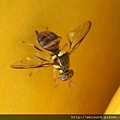 昆蟲綱_雙翅目_食蚜蠅科_食蚜蠅_竹縣-飛鳳山_20130428.JPG